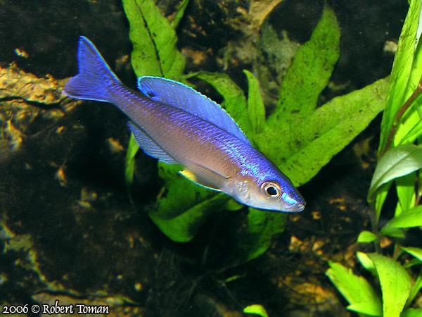 Cyprichromis leptosoma 'Malasa'